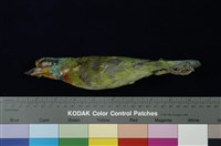 藏品(五色鳥)的圖片